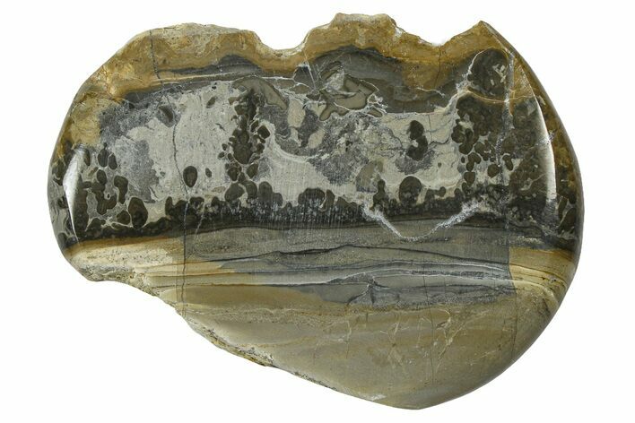 Triassic Aged Stromatolite Fossil - England #365750